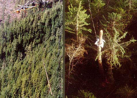 Ein Helikopter-'Kran' fliegt einen Stamm aus, der zuvor entastet, aber nicht gefällt wurde. Hier klicken, um zu 'Canadian Air-Crane' zu gehen.